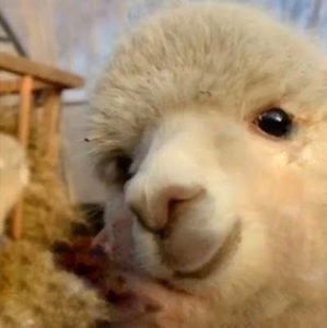 Meet your Posher, Annabelle
